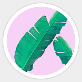 Banana Palm Leaves Sticker